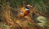 Ringneck